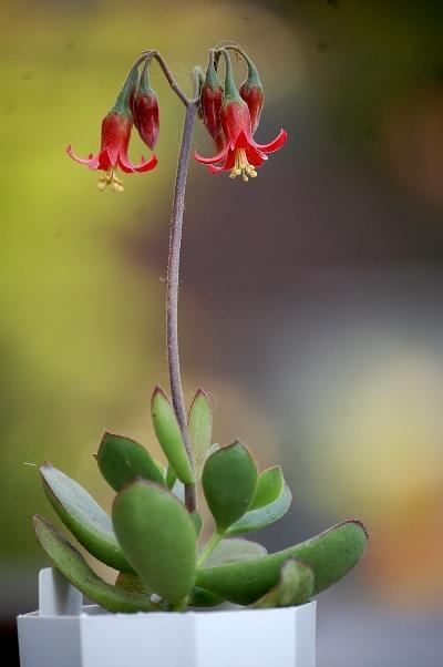 紅覆輪？: フランス窓から花便り